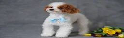 Toy Poodle dogs for stud: ASIAN TOY POODLE- TEDDYCUP  - Advert 3