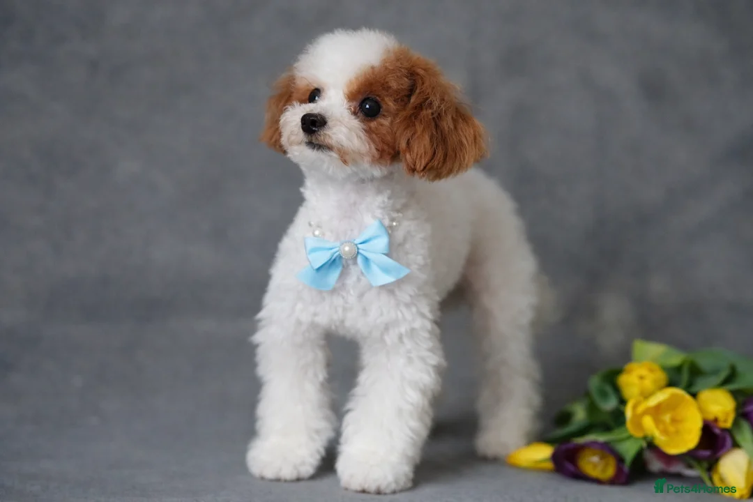 Toy Poodle dogs for stud: ASIAN TOY POODLE- TEDDYCUP  - Advert 2