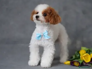 Toy Poodle dogs ASIAN TOY POODLE- TEDDYCUP - Advert 13