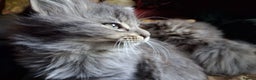 Mixed Breed cats for sale: AWESOME FLUFFY CHUNKY NORWEGIAN FOREST CAT X - Advert 5