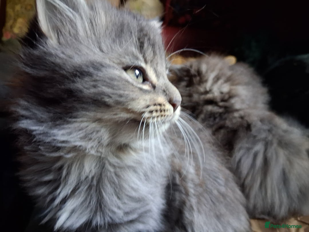 Mixed Breed cats for sale: AWESOME FLUFFY CHUNKY NORWEGIAN FOREST CAT X - Advert 5