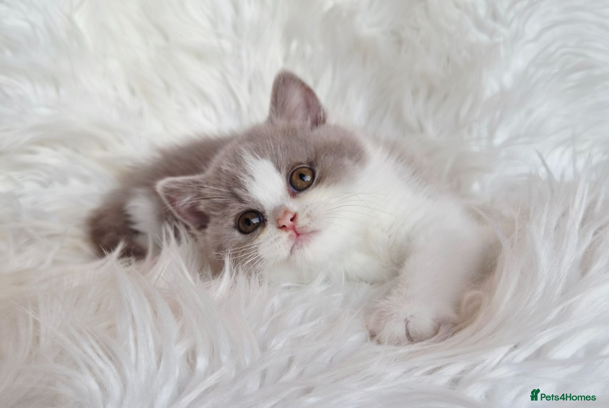 British Shorthair cats Stunning British shorthair kittens  - Advert 1
