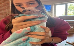 Sphynx cats for sale: Beautiful lot of Sphynx kittens from family pets - Image 17
