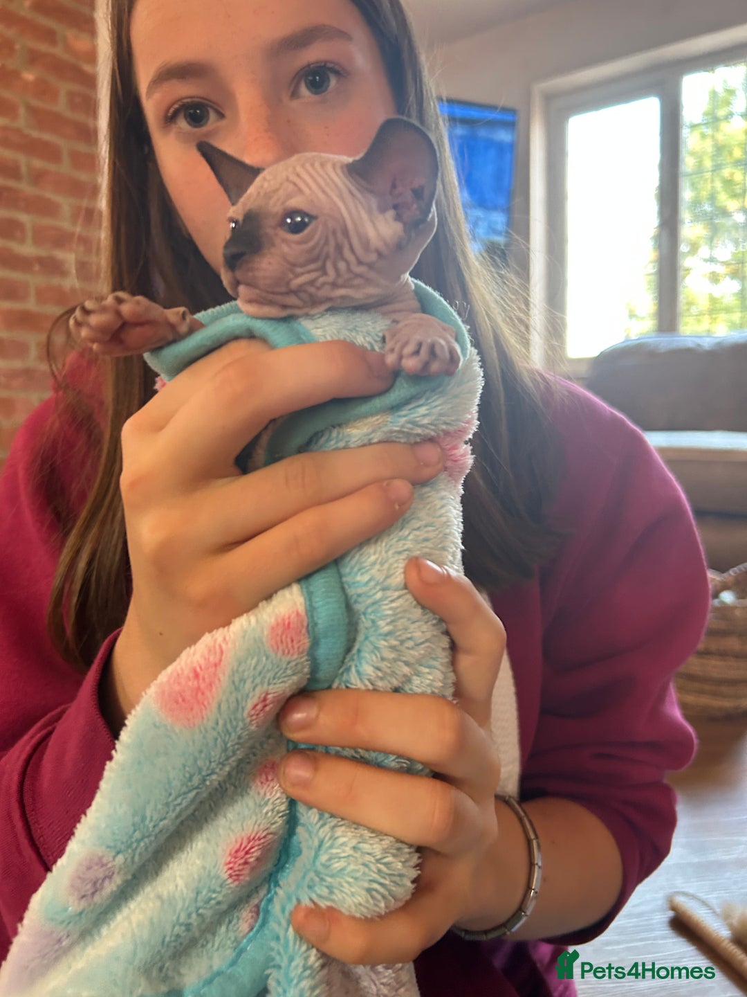 Sphynx cats for sale: Beautiful lot of Sphynx kittens from family pets - Image 17