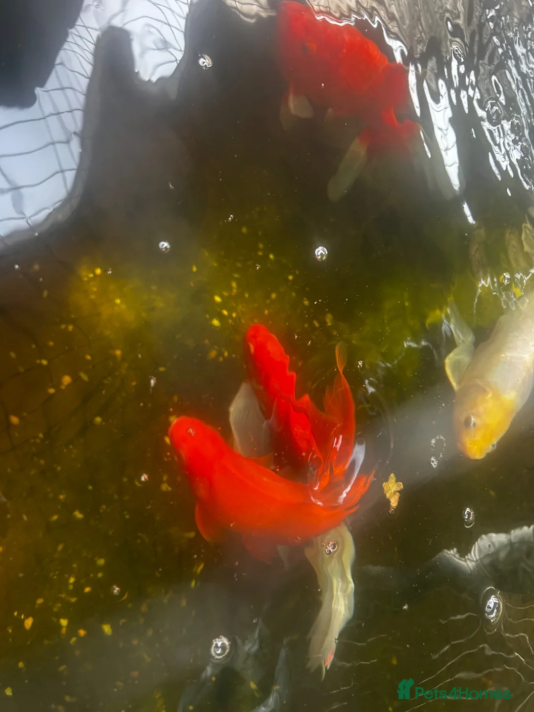 Pond Fish fish for sale: carp & goldfish  - Advert 2