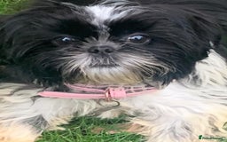 Shih Tzu dogs for sale: Gorgeous Shih Tzu puppy, 4 months old.  - Image 1