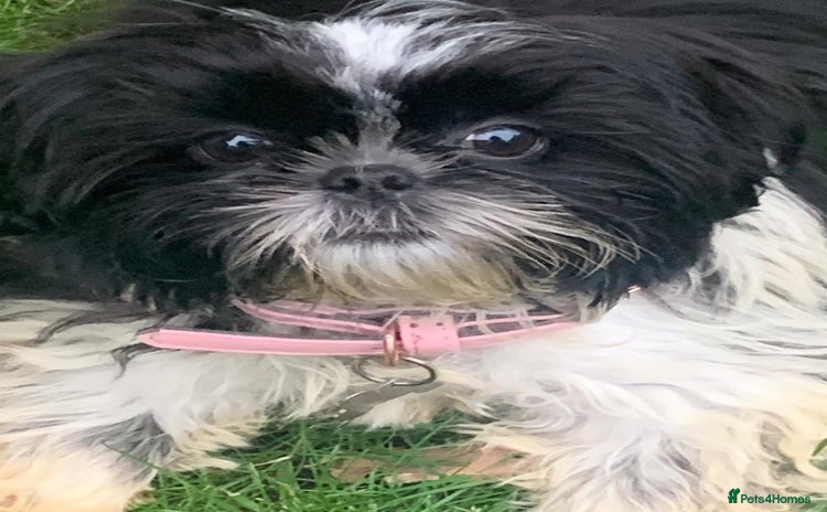Shih Tzu dogs - Advert 1