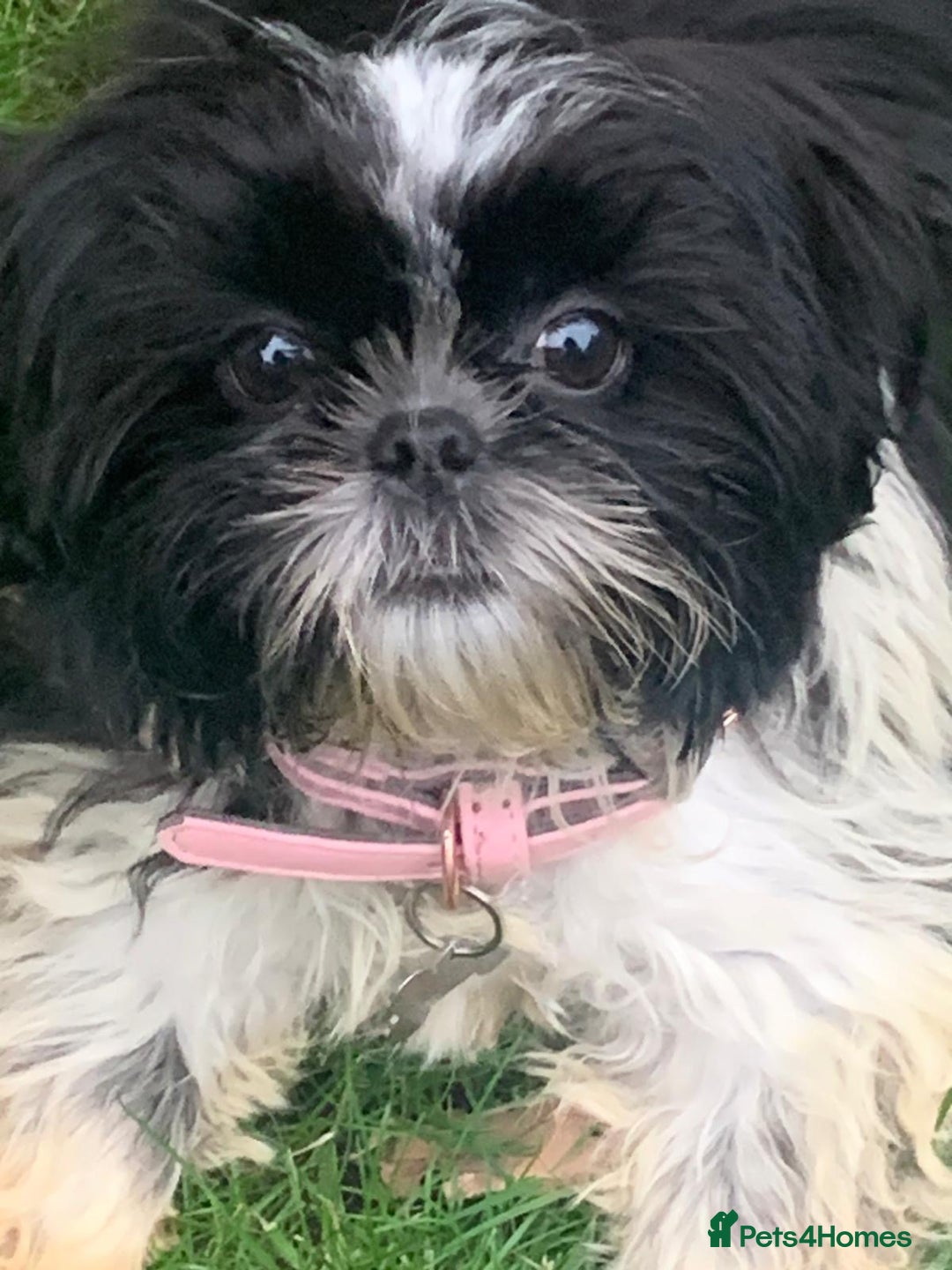Shih Tzu dogs for sale: Gorgeous Shih Tzu puppy, 4 months old.  - Image 1