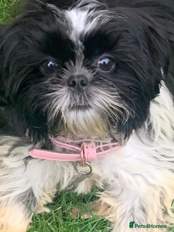 Shih Tzu dogs - Advert 1