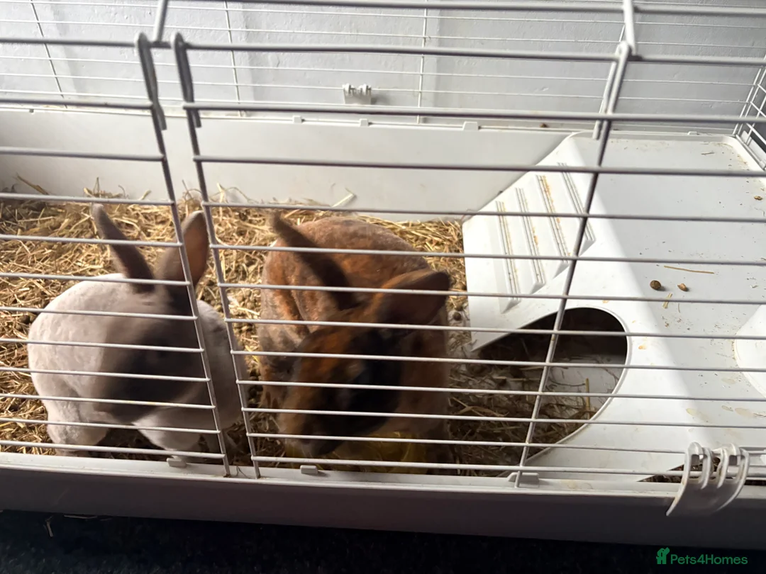 Rex rabbits for sale: 2 male mini Rex rabbits for sale  - Advert 4