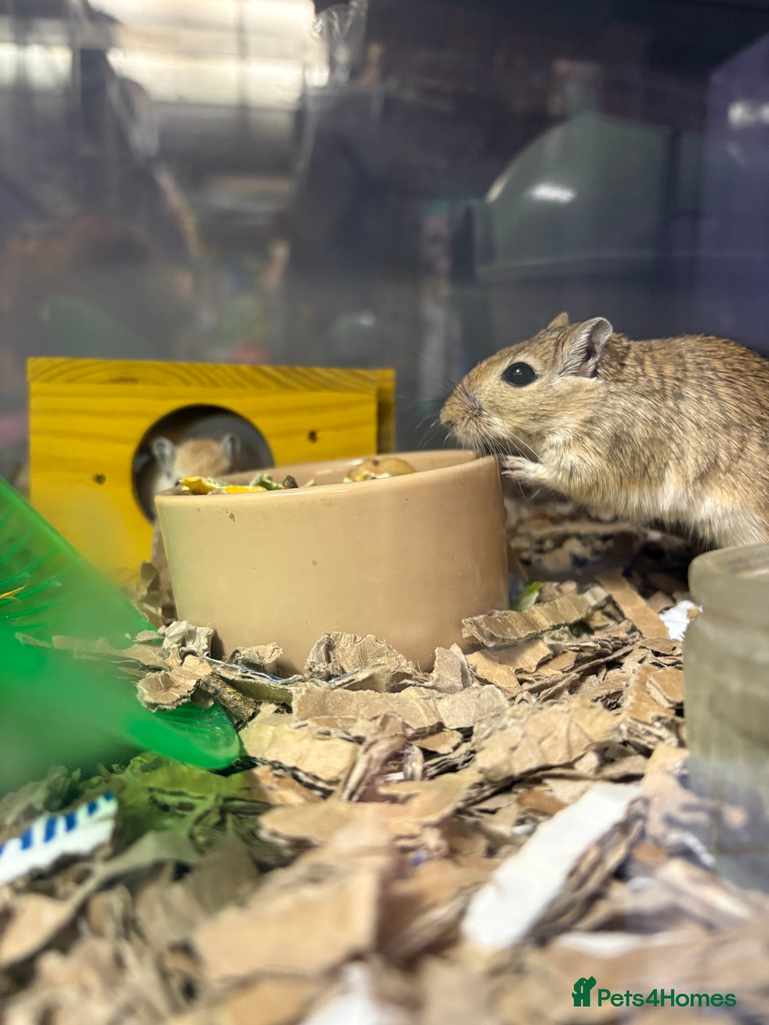 Gerbil rodents for sale: Friendly pet gerbils boys and girls  - Advert 2
