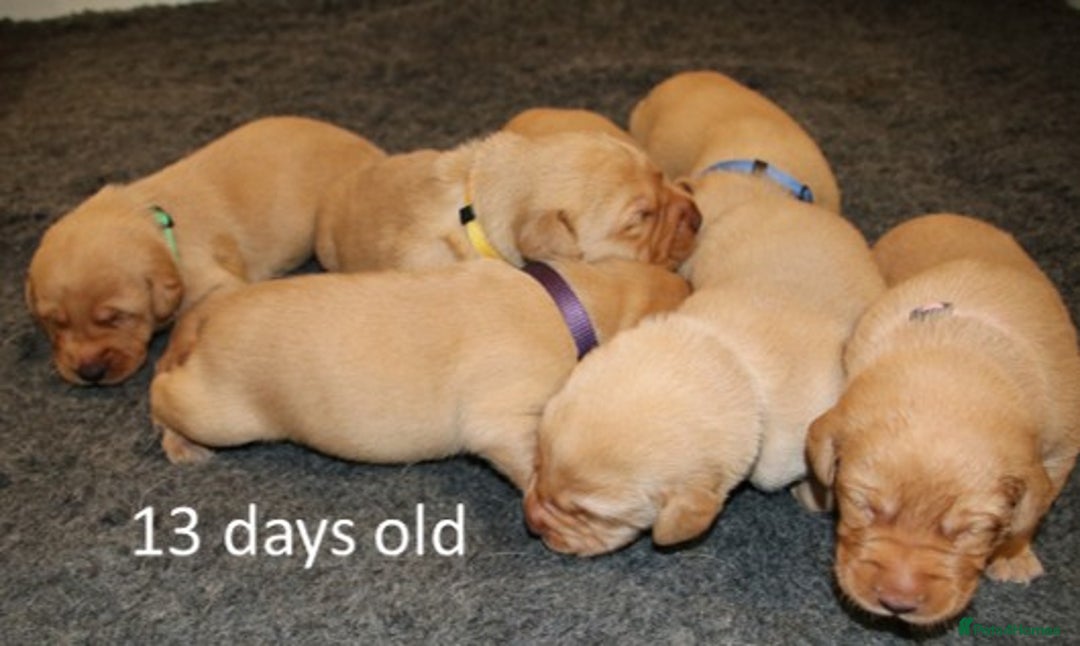 Labrador Retriever dogs for sale: Red Fox Labs : Health Checked-KC Reg-FTCH Pedigree - Image 7