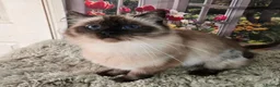 Ragdoll cats for sale: 3 year old Seal point girl - Advert 2