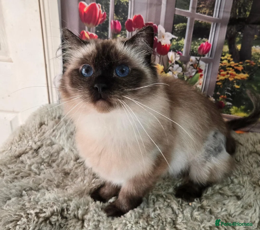 Ragdoll cats for sale: 3 year old Seal point girl - Advert 2