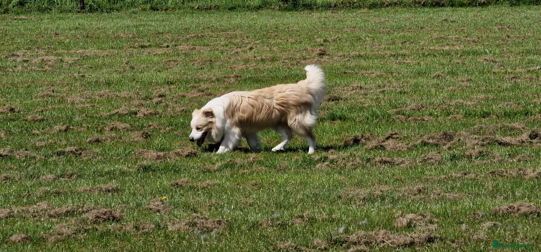 Border Collie dogs for stud: Border Collie for Stud - Proven in Preston - Advert 7