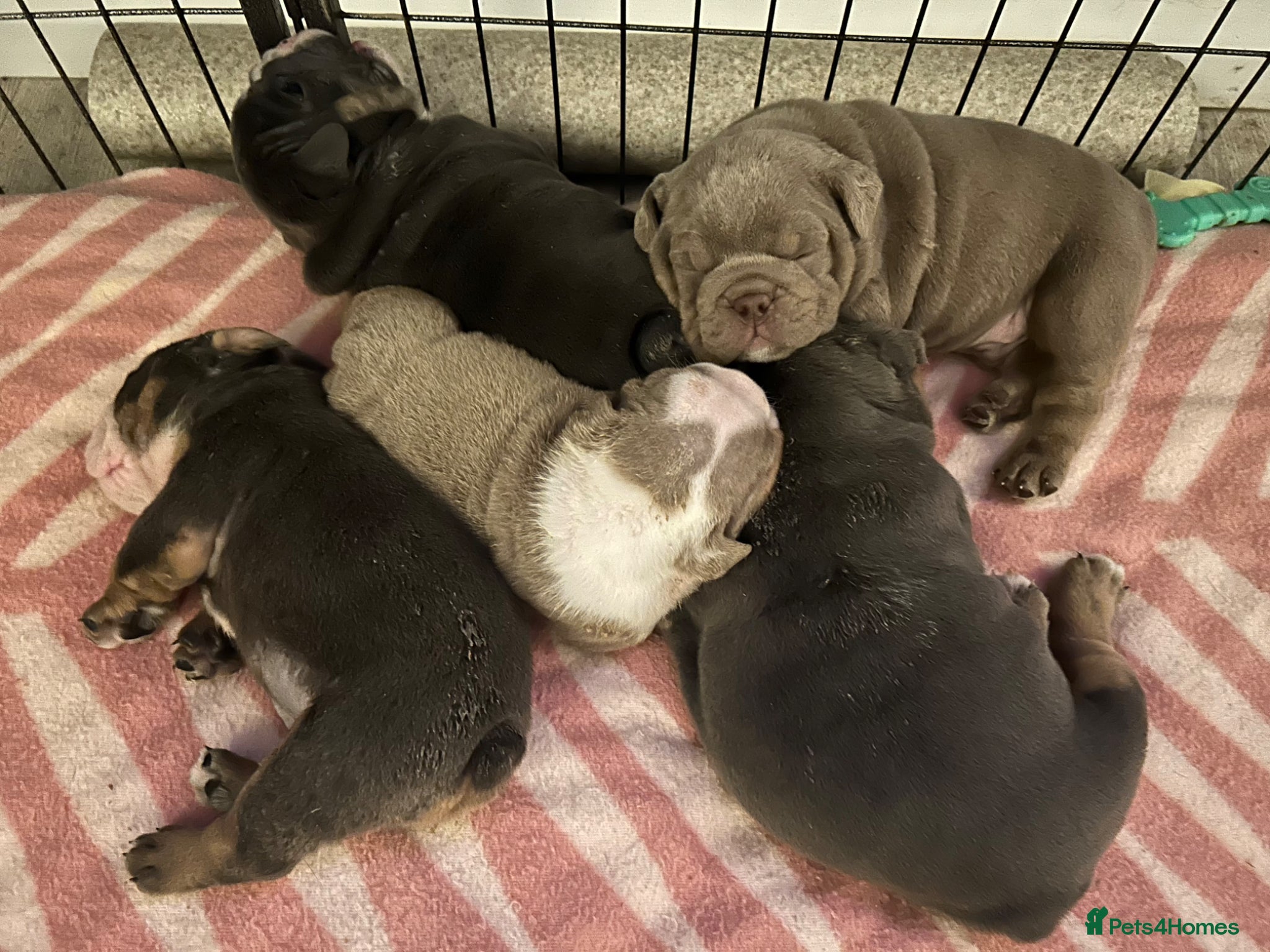 English Bulldog dogs Full Pedigree English Bulldog puppies  - Advert 4