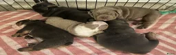 English Bulldog dogs for sale: Full Pedigree English Bulldog puppies  - Advert 10