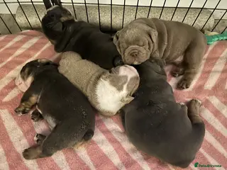 English Bulldog dogs Full Pedigree English Bulldog puppies - Advert 4