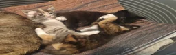 Mixed Breed cats for sale: 4 gorgeous little kitten looking for homes  - Advert 27