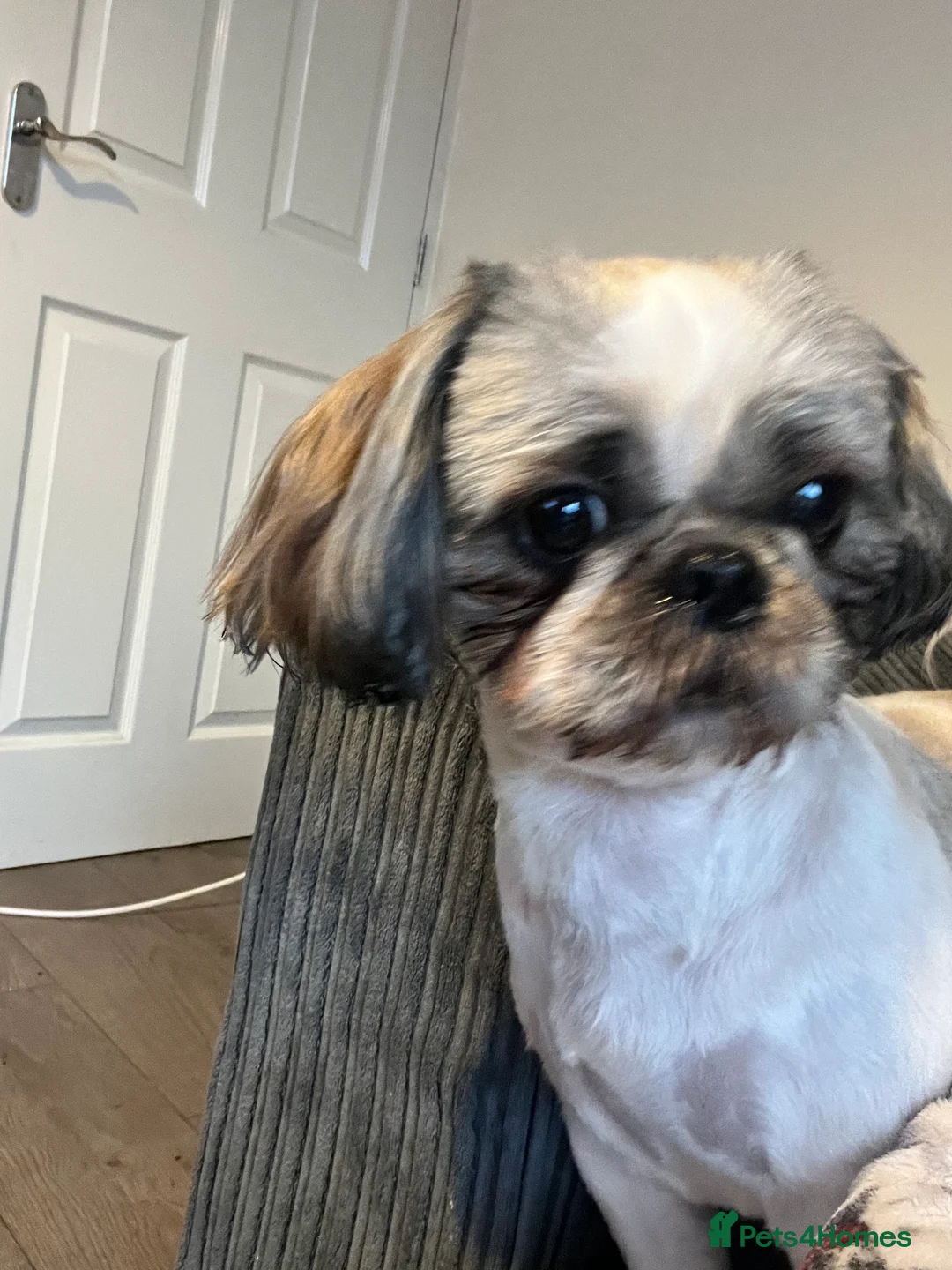 Shih Tzu dogs for stud: STUD shihtzu in Nuneaton - Advert 5