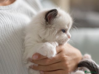 Ragdoll cats - Advert 27