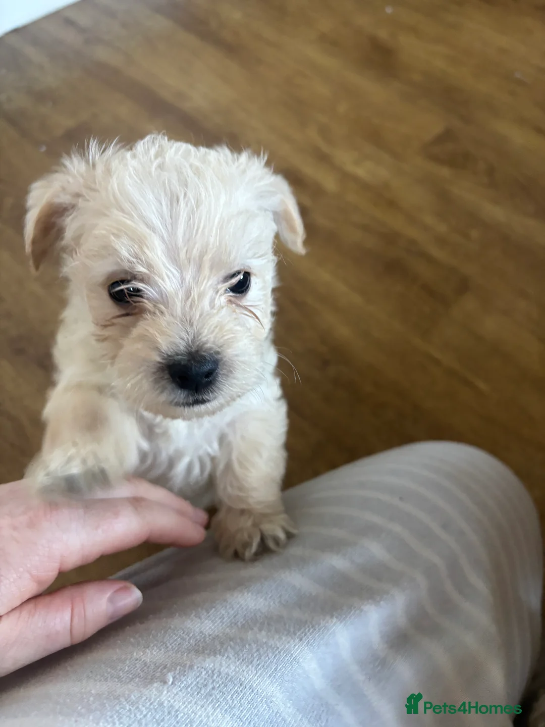 Westiepoo dogs for sale: Westiepoos in Chester-le-Street - Advert 6