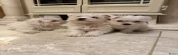 West Highland Terrier dogs for sale: Westies  - Advert 6