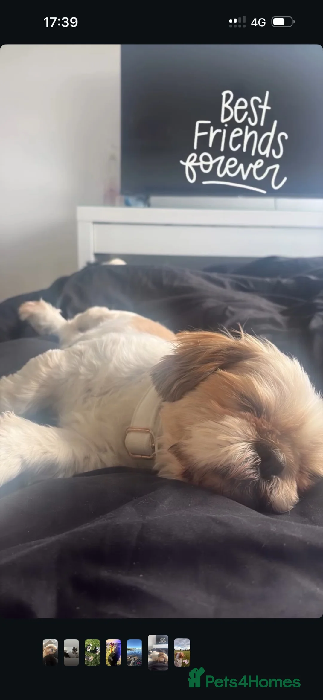 Shih Tzu dogs for sale: Five year old Shih tzu in Birmingham - Advert 3
