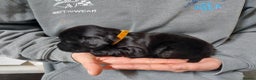Cocker Spaniel dogs for sale: KC registered Cocker Spaniel puppies for sale - Advert 6