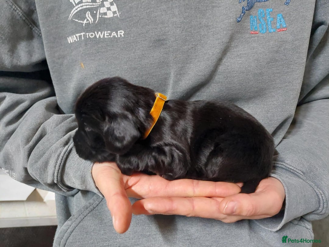 Cocker Spaniel dogs for sale: KC registered Cocker Spaniel puppies for sale - Advert 6