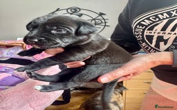 Mixed Breed dogs for sale: Gorgeous medium pups - Image 4