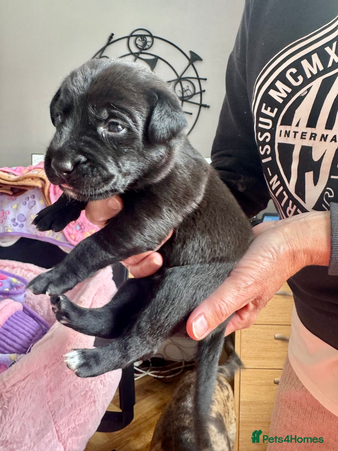 Mixed Breed dogs for sale: Gorgeous medium pups - Image 4