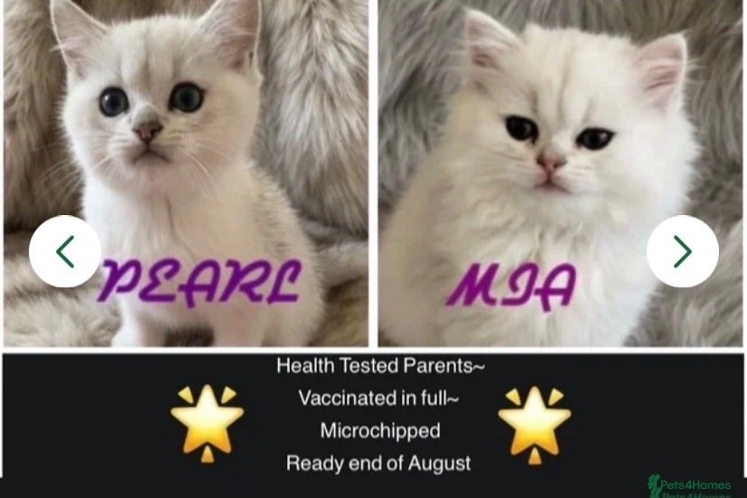 British Shorthair cats BEAUTIFUL BSH & BLH FEMALE KITTENS  - Advert 1