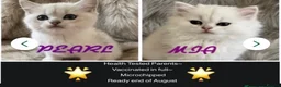 British Shorthair cats for sale: BEAUTIFUL BSH & BLH FEMALE KITTENS  - Advert 6