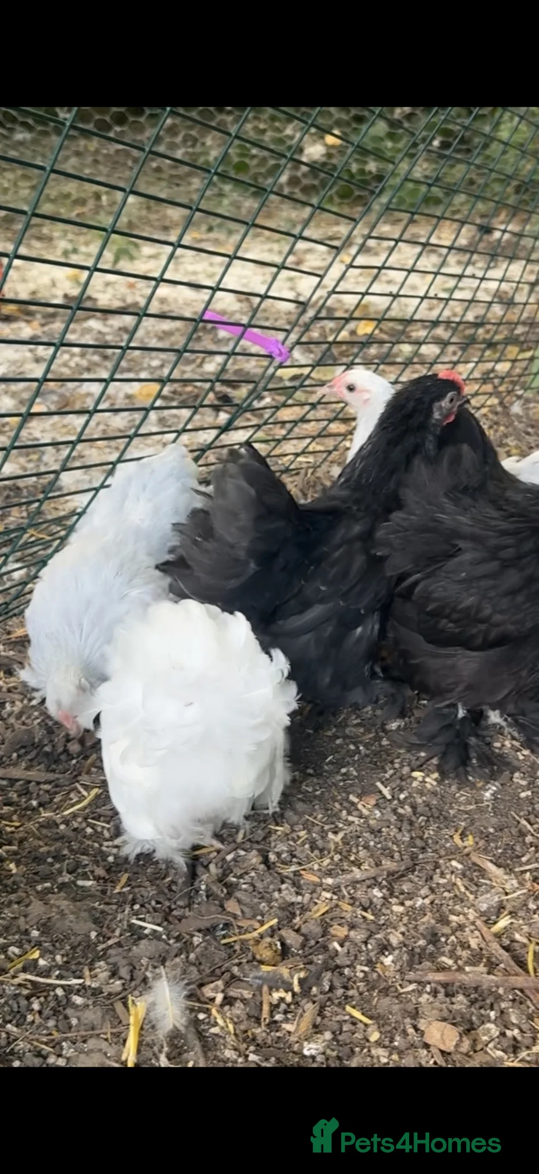 Chickens poultry for sale: Pekin and sebrights - kings Lynn  - Advert 1