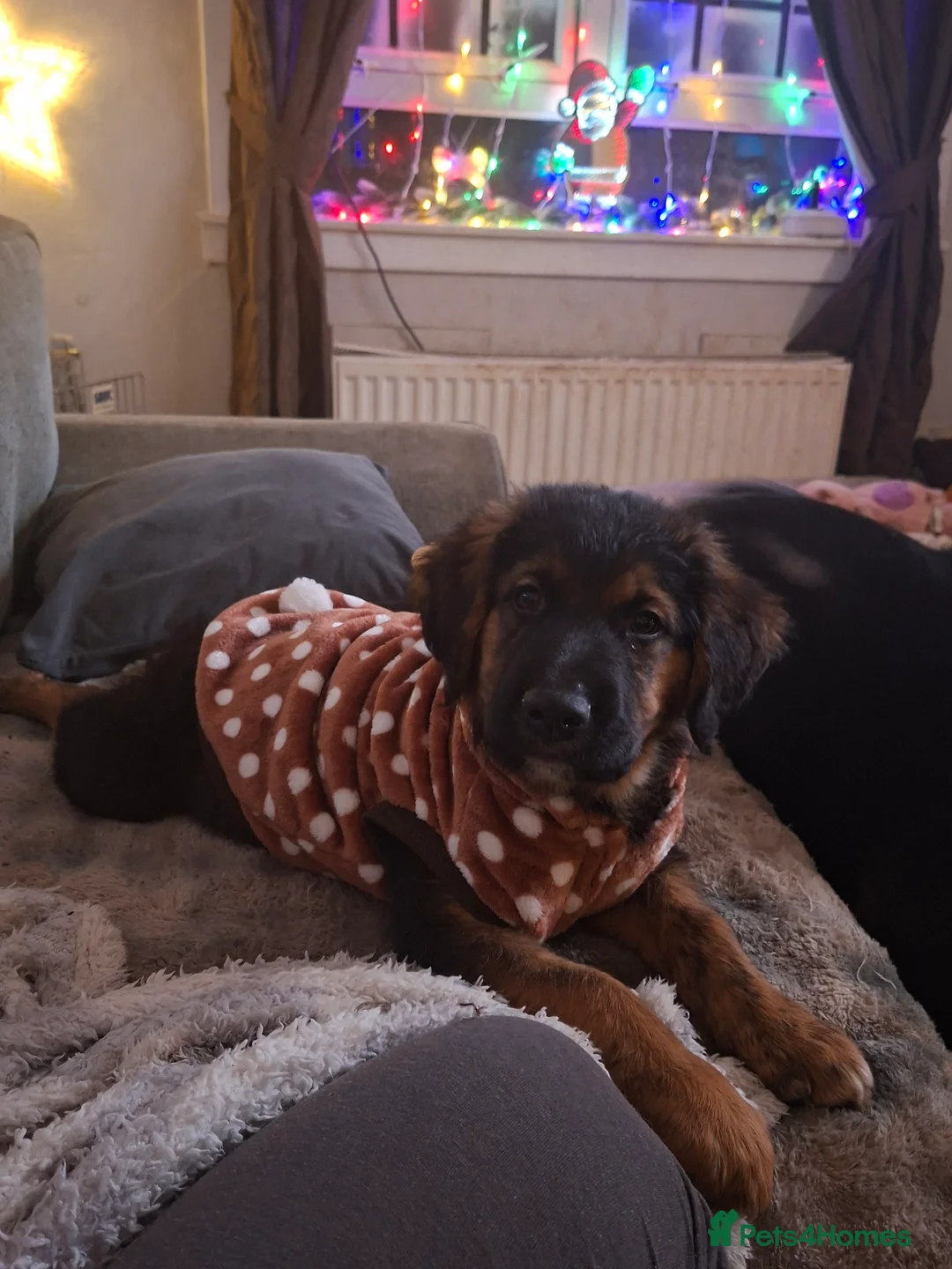 Mixed Breed dogs for sale: Border retreiver male puppy - Advert 1