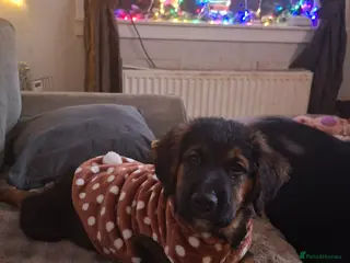 Mixed Breed dogs Border retreiver male puppy - Advert 1