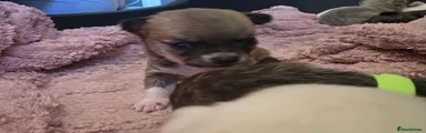 Chihuahua 7