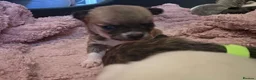 Chihuahua dogs for sale: VERY RARE Brindle Chihuahua Puppies - Advert 16