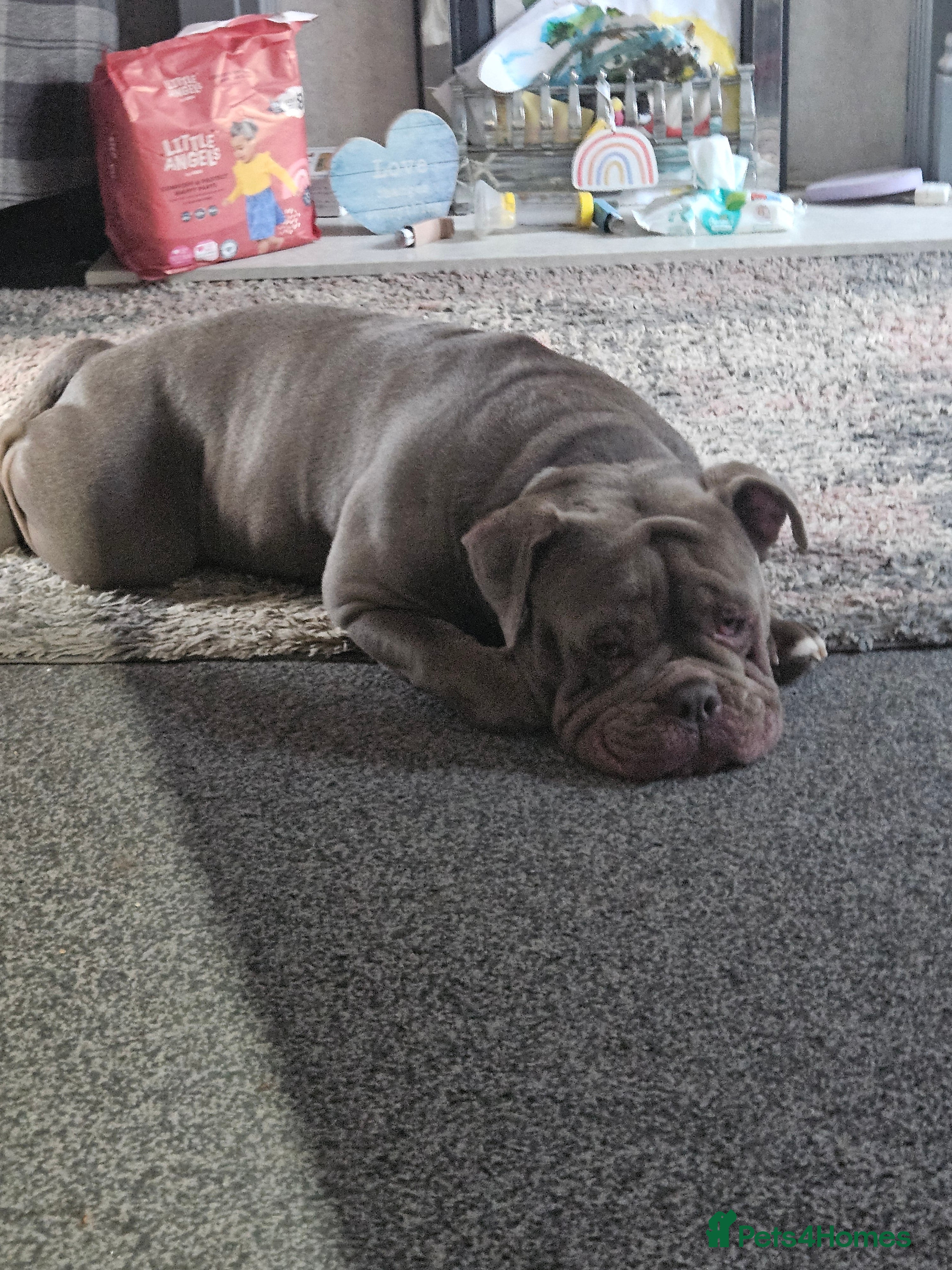 Olde English Bulldogge dogs Lilac old english bulldogge  in Workington - Advert 15
