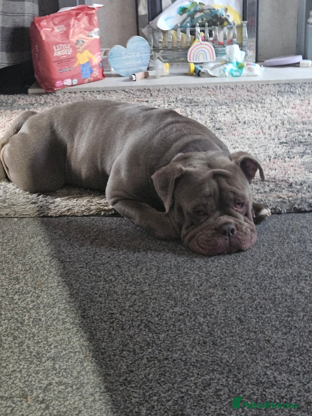 Olde English Bulldogge dogs for stud: Lilac old english bulldogge  in Workington - Advert 1