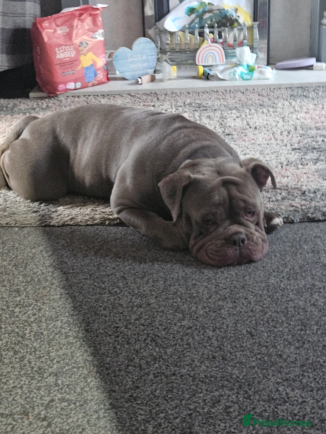Olde English Bulldogge dogs for stud: Lilac old english bulldogge  in Workington - Advert 1