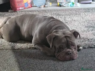 Olde English Bulldogge dogs Lilac old english bulldogge in Workington - Advert 2
