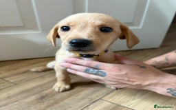 Labrador Retriever dogs for sale: Female Yellow Labrador Puppy  - Image 2