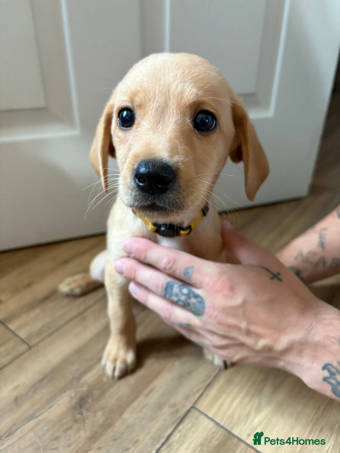 Labrador Retriever dogs for sale: Female Yellow Labrador Puppy  - Image 2