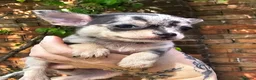 Chihuahua dogs for sale: Beautiful Short-haired chihuahua puppies  - Advert 1