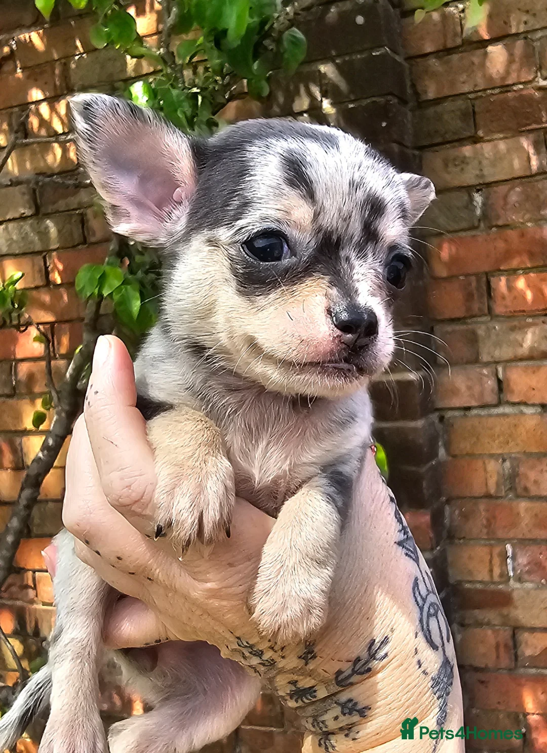 Chihuahua dogs for sale: Beautiful Short-haired chihuahua puppies  - Advert 1