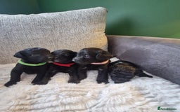 Jackapoo dogs for sale: Gorgeous Jackapoo Puppies - Image 1