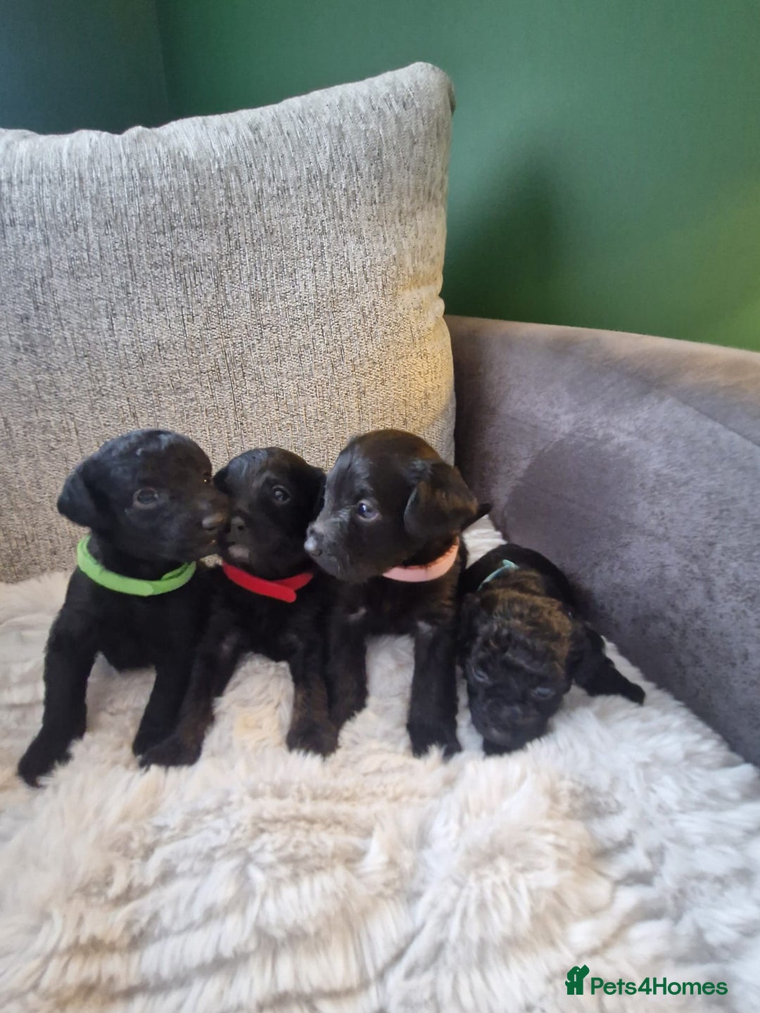 Jackapoo dogs for sale: Gorgeous Jackapoo Puppies - Image 1