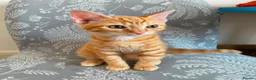 Mixed Breed cats for sale: Ginger Kitten litter in Manchester - Advert 17